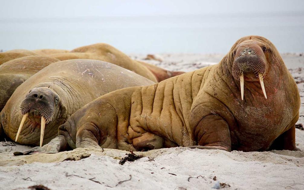 Pariatur recusandae repellendus.